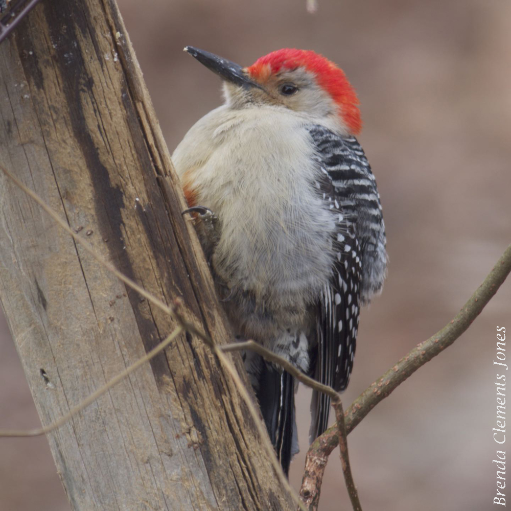 Red-bellied Woodpecker