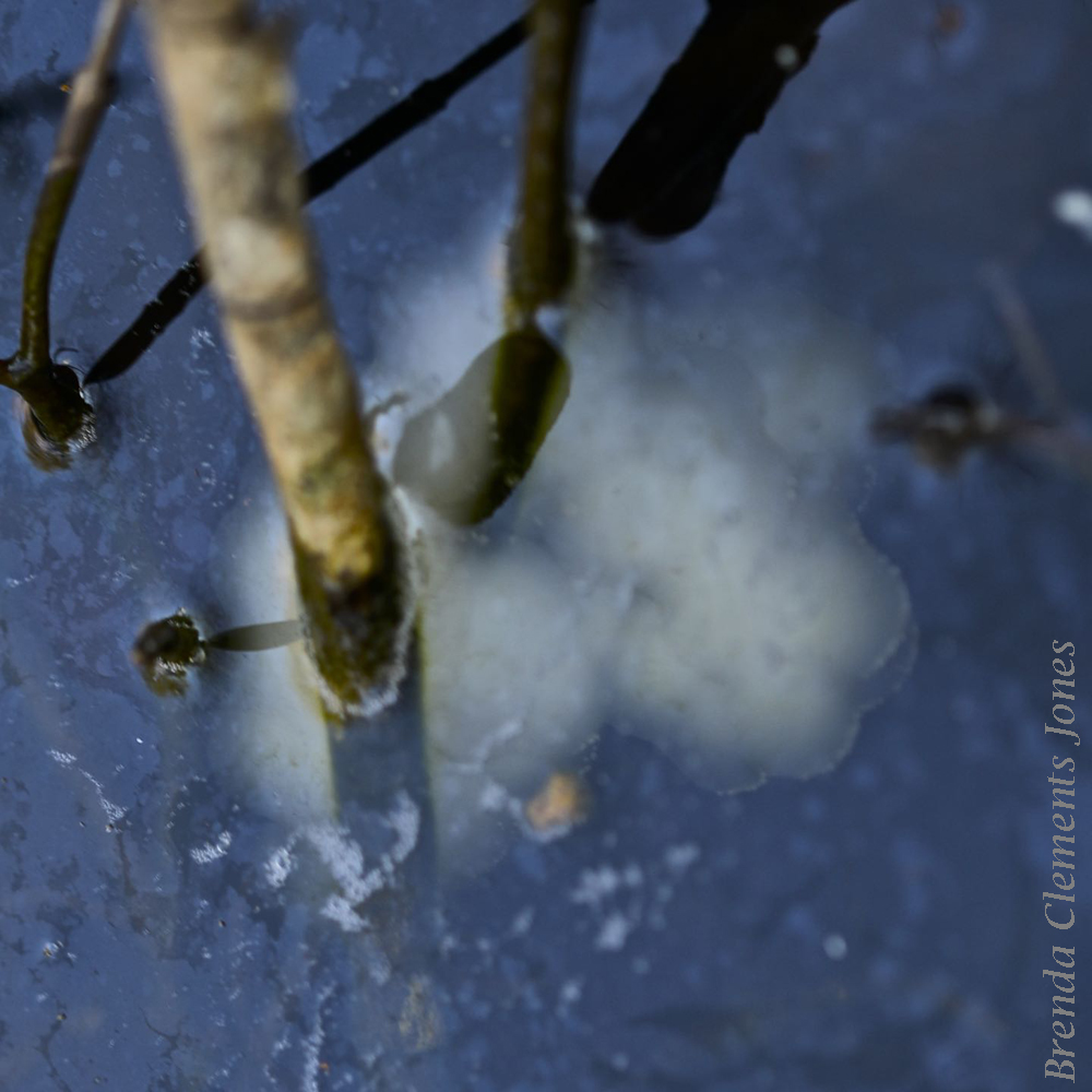 Eggs in the Pond