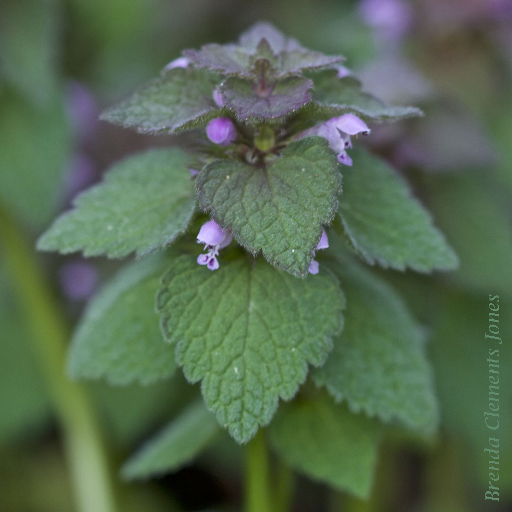 Purple Deadnettle Revisited