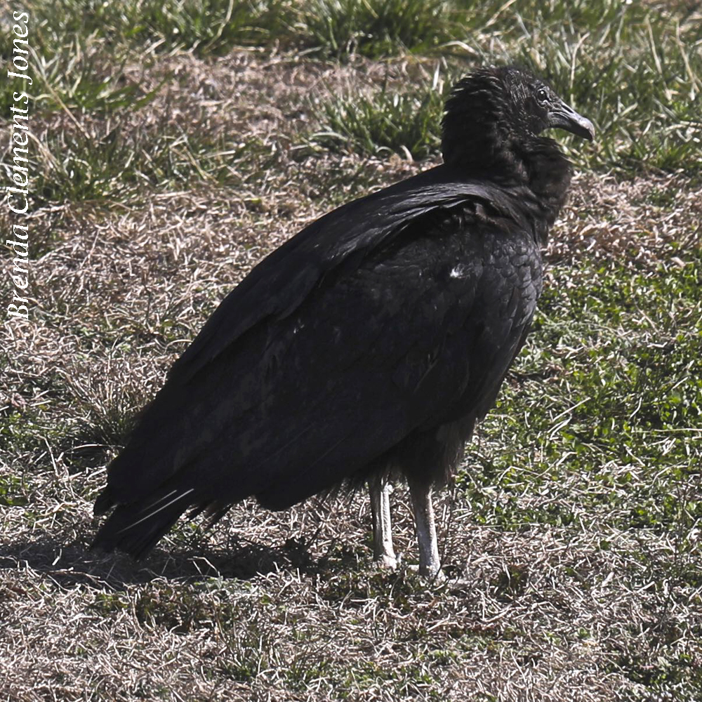 Black Vultures