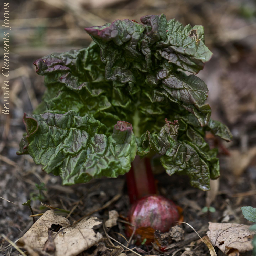 Rhubarb