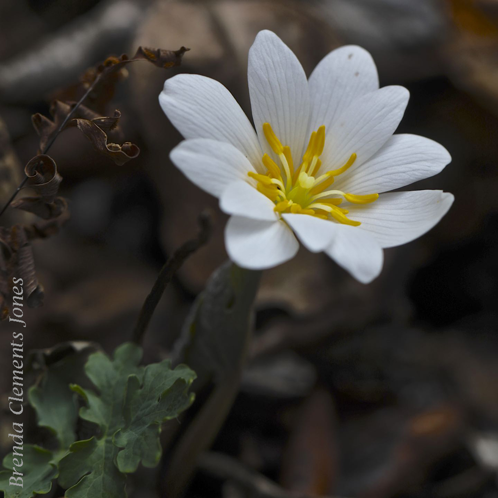 Bloodroot in Bloom Now