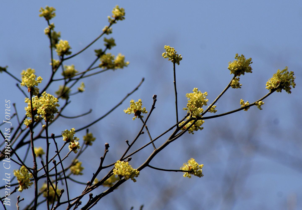 Spicebush in Spring to Berries in Autumn