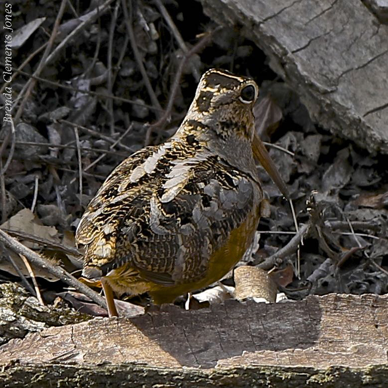 American Woodcock