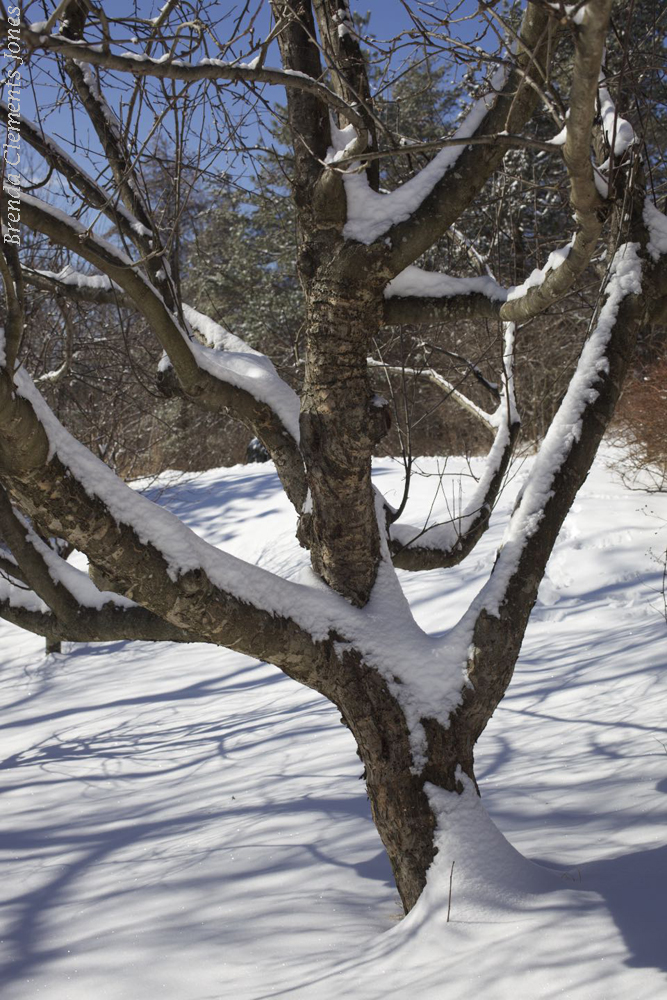 The Perfect Climbing Tree