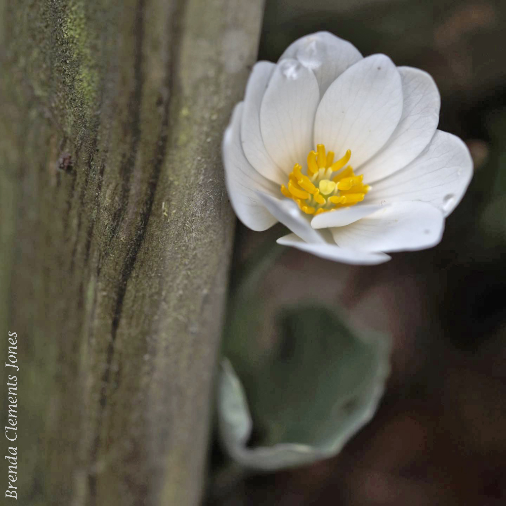 Raindrops on Bloodroot