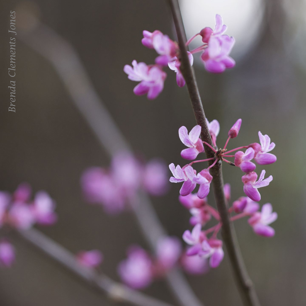 Pink Fog