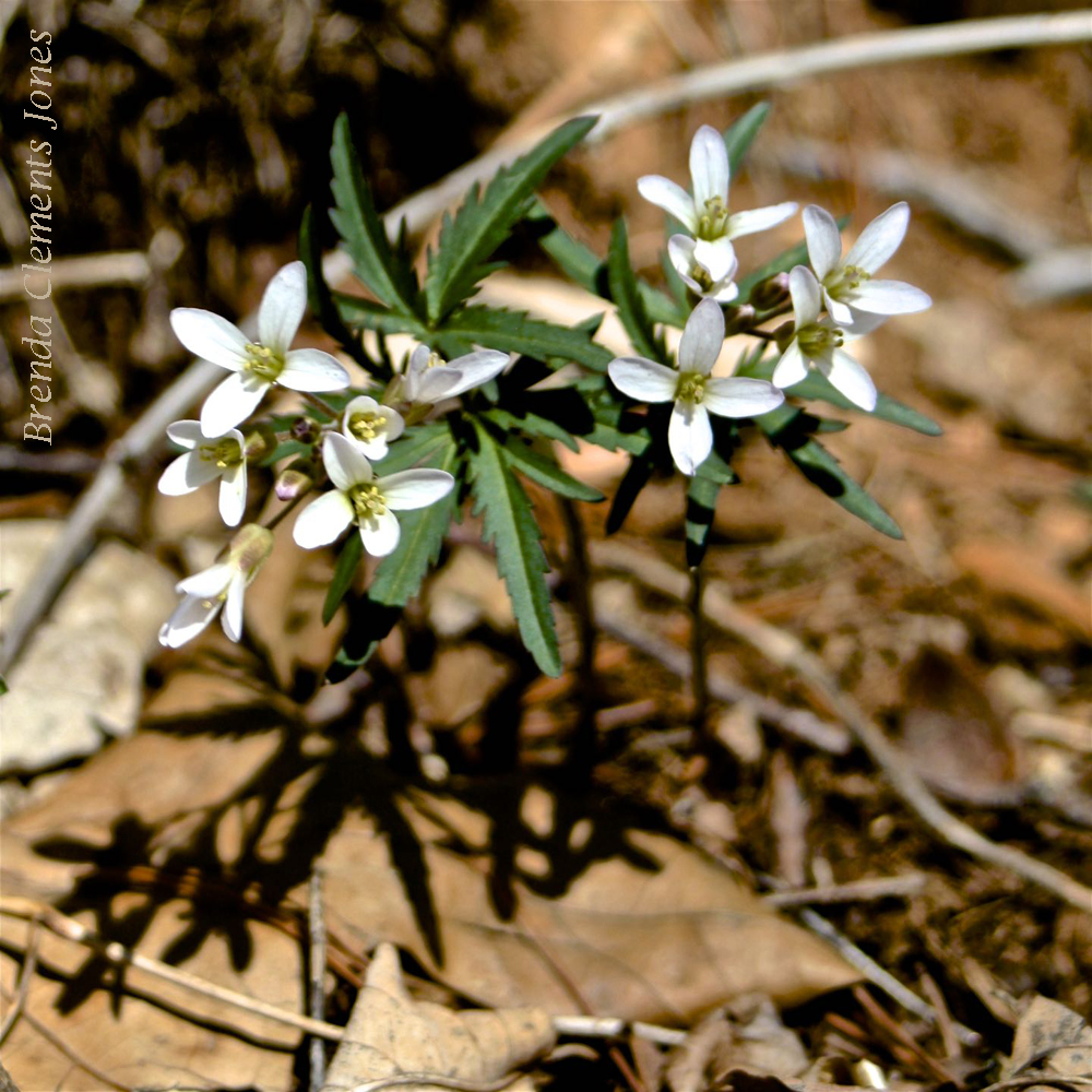 Another Spring Ephemeral