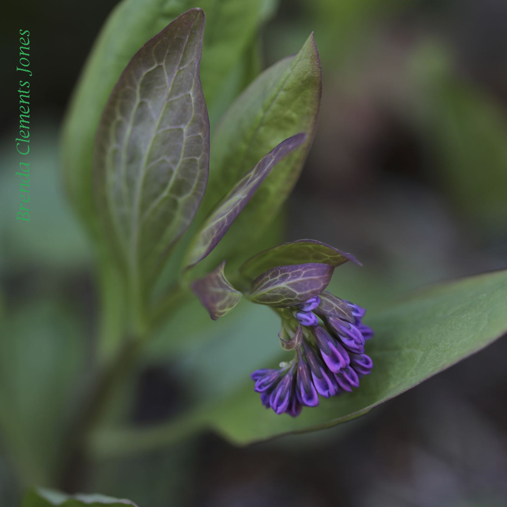 Virginia Bluebells just Beginning