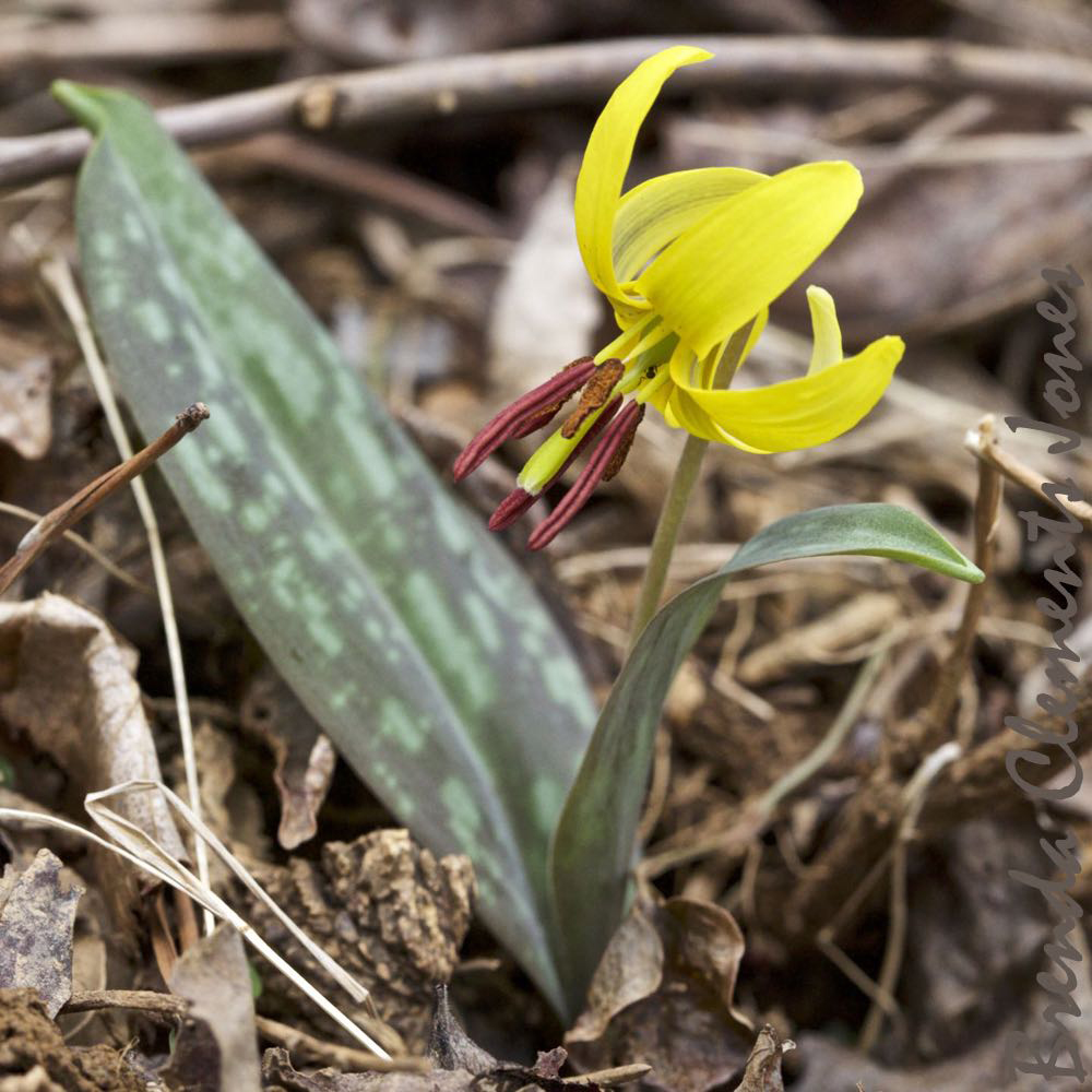 Emerging Trout Lilies