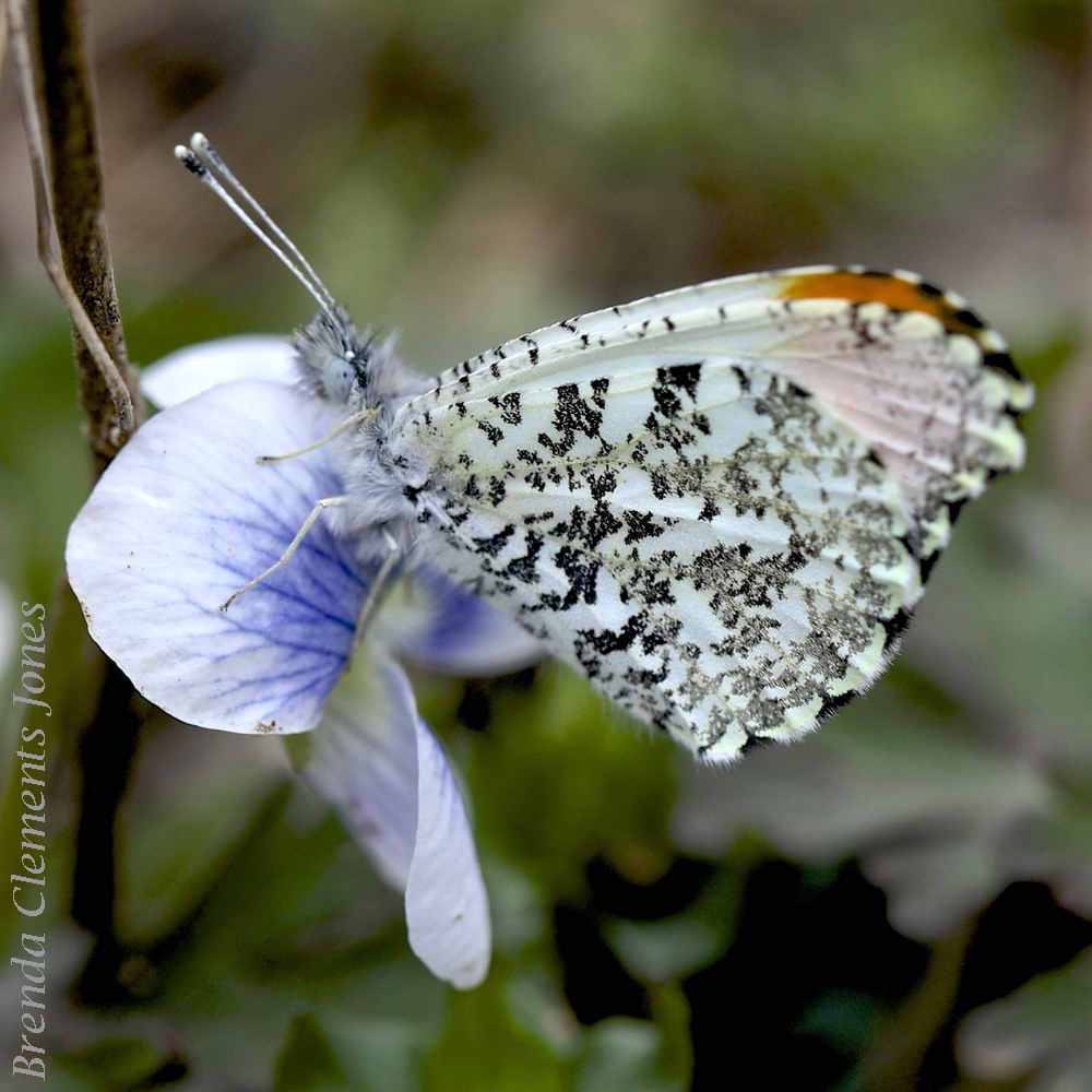 Falcate Orangetip