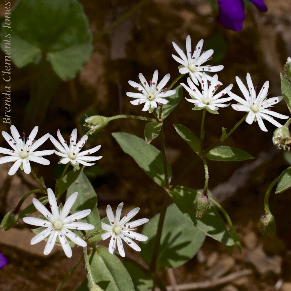 Star Chickweed