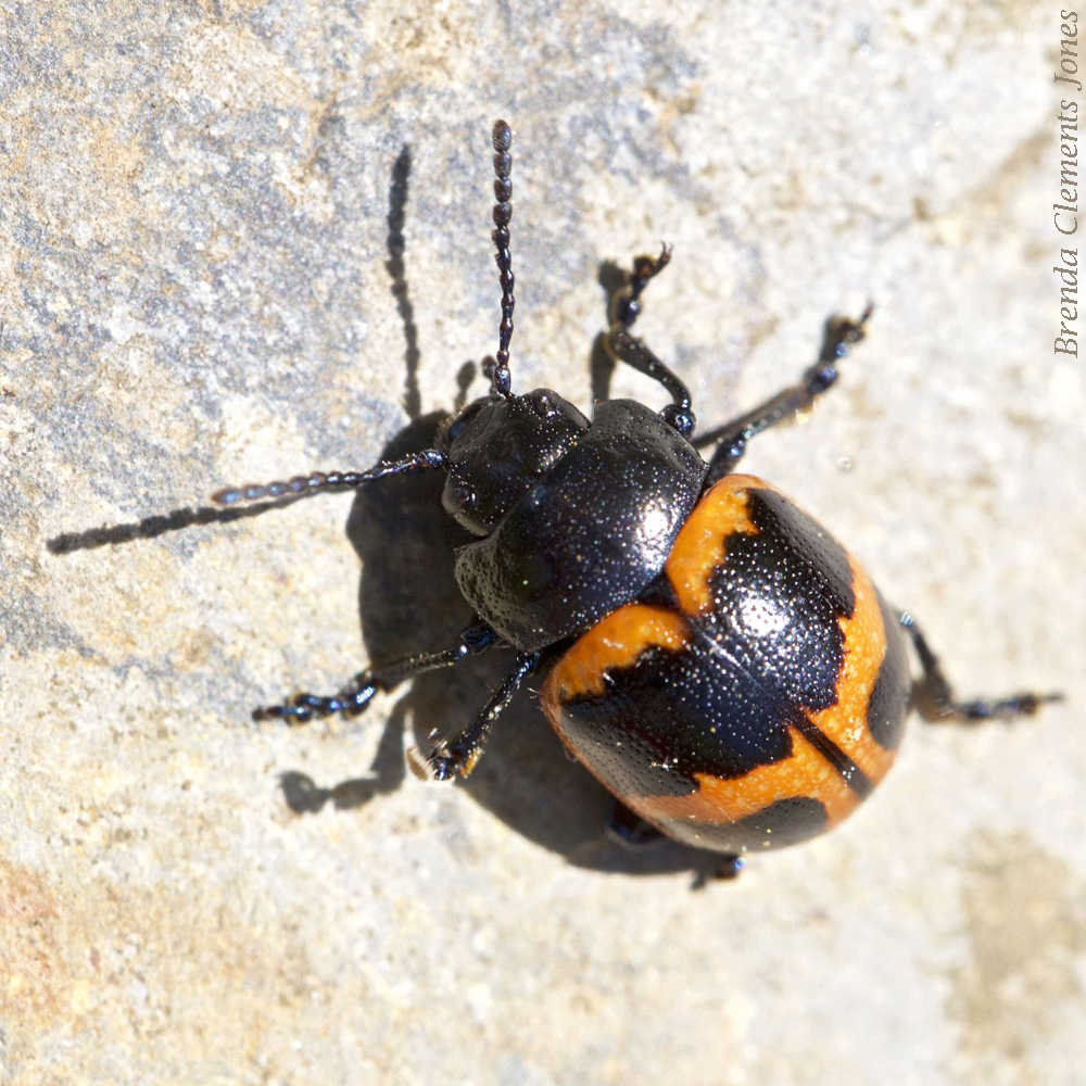 Swamp Milkweed Leaf Beetle