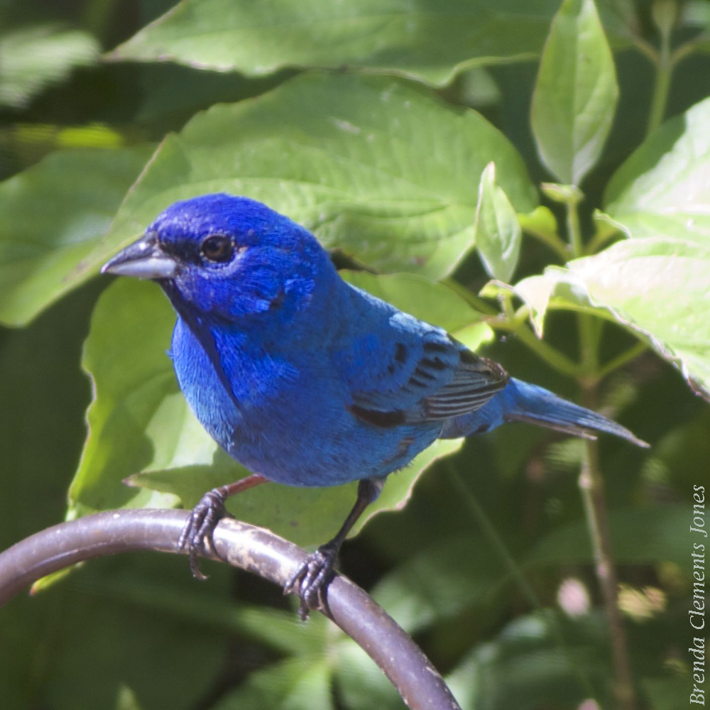 Indigo Bunting Sighting