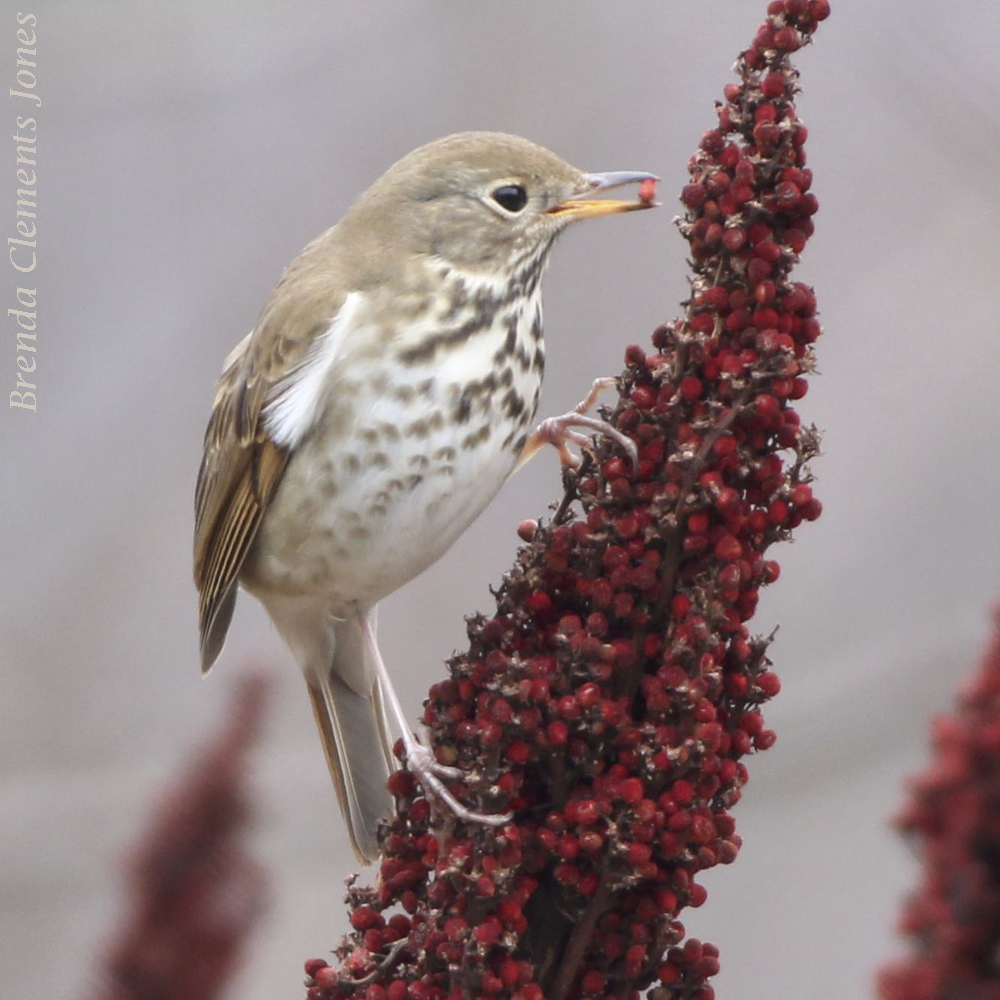 See You Next Year Hermit Thrushes