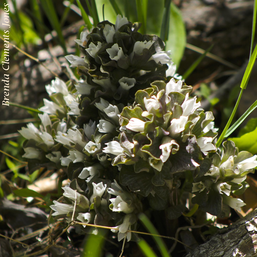 Virginia Pennywort