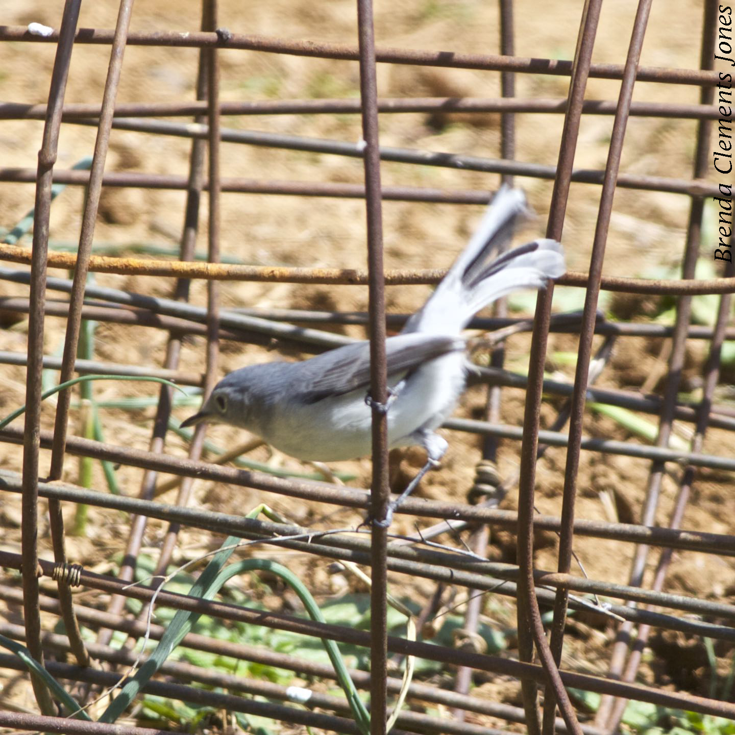 Blue-gray Gnatcatcher