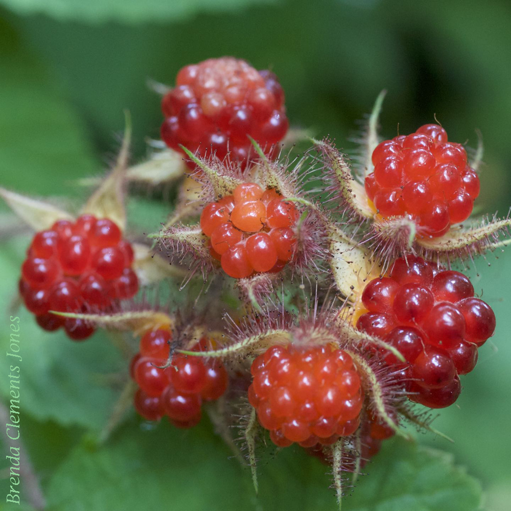 Wineberry Sherbet