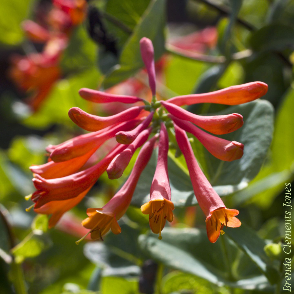 Trumpet Honeysuckle Blooms – Tendrils