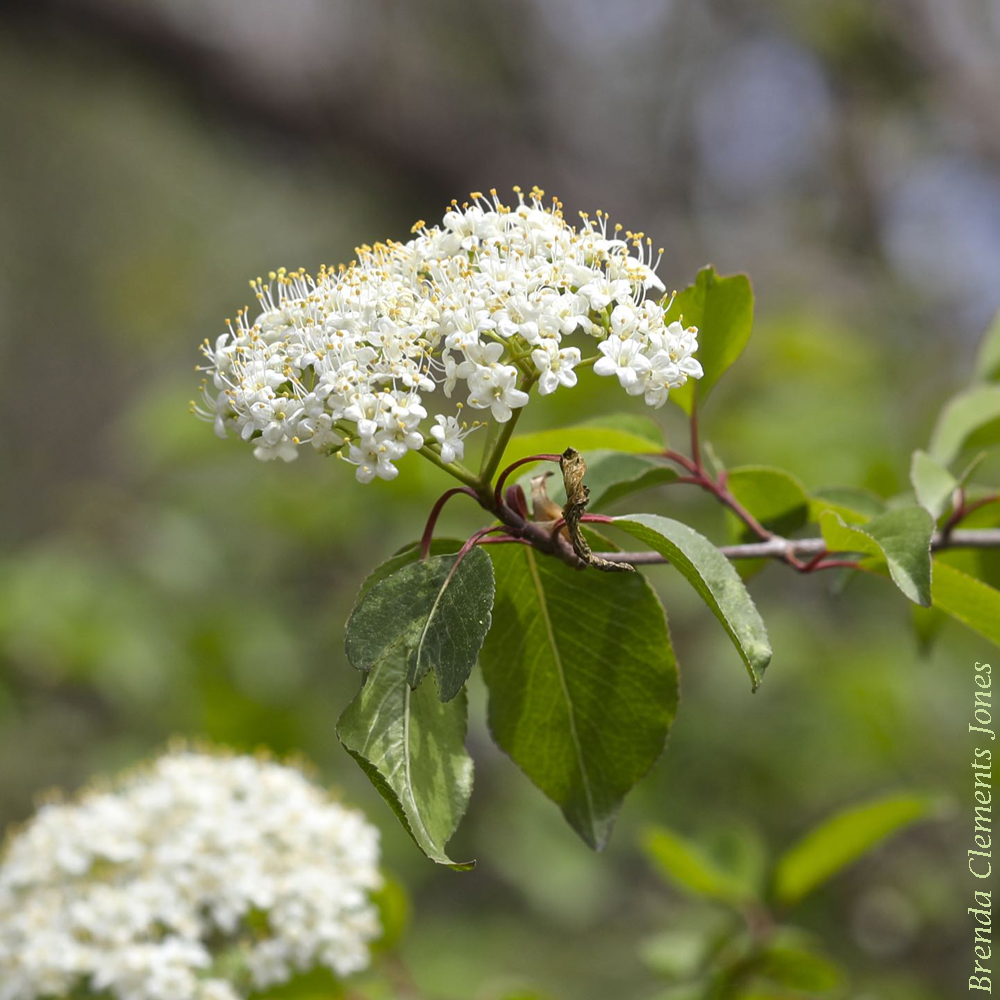 Blackhaw in Bloom