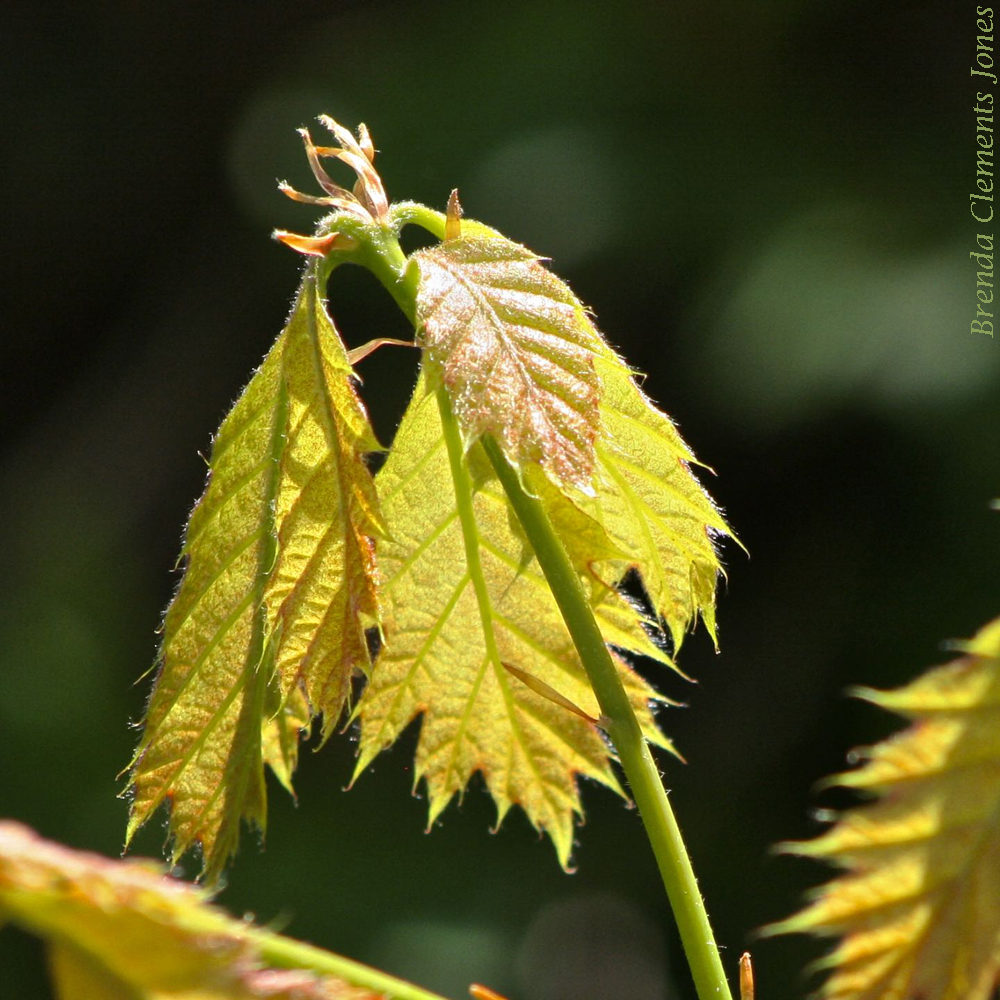 Northern Red Oak in Spring