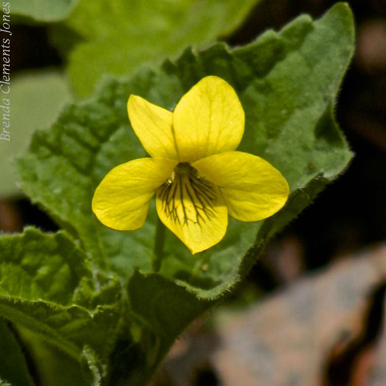 A Violet That’s Yellow