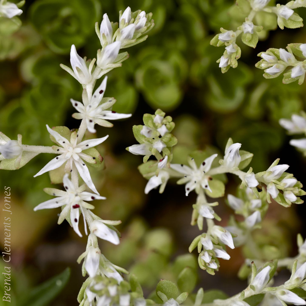 Mountain Stonecrop