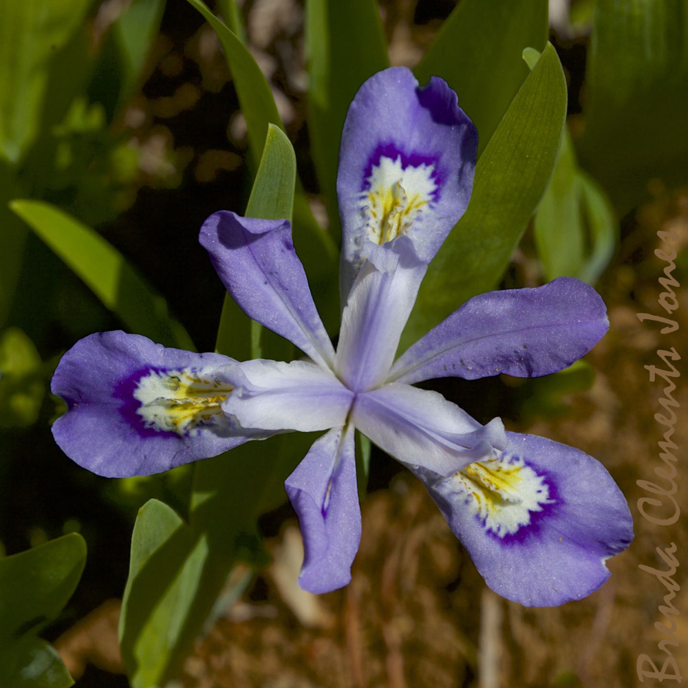 Dwarf Crested Iris – Tendrils