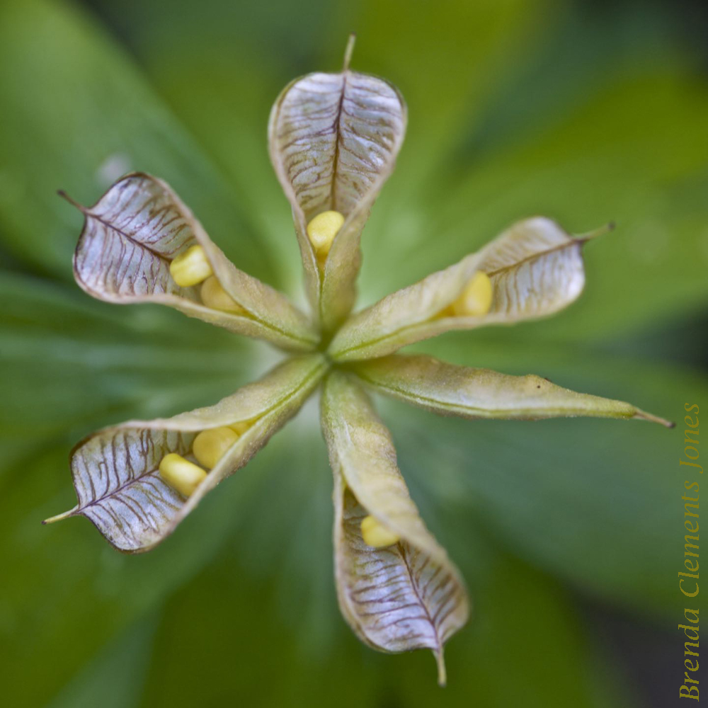 Winter Aconite Seeds