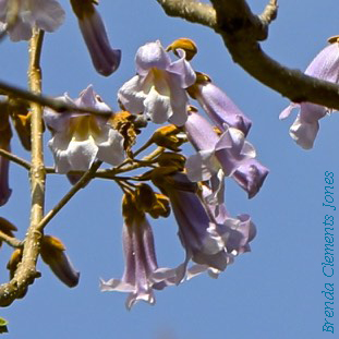 Paulownia