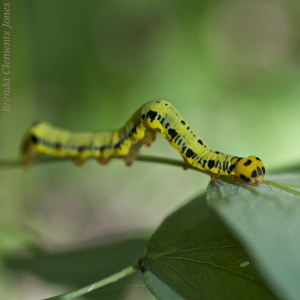 Canadian Owlet Caterpillar