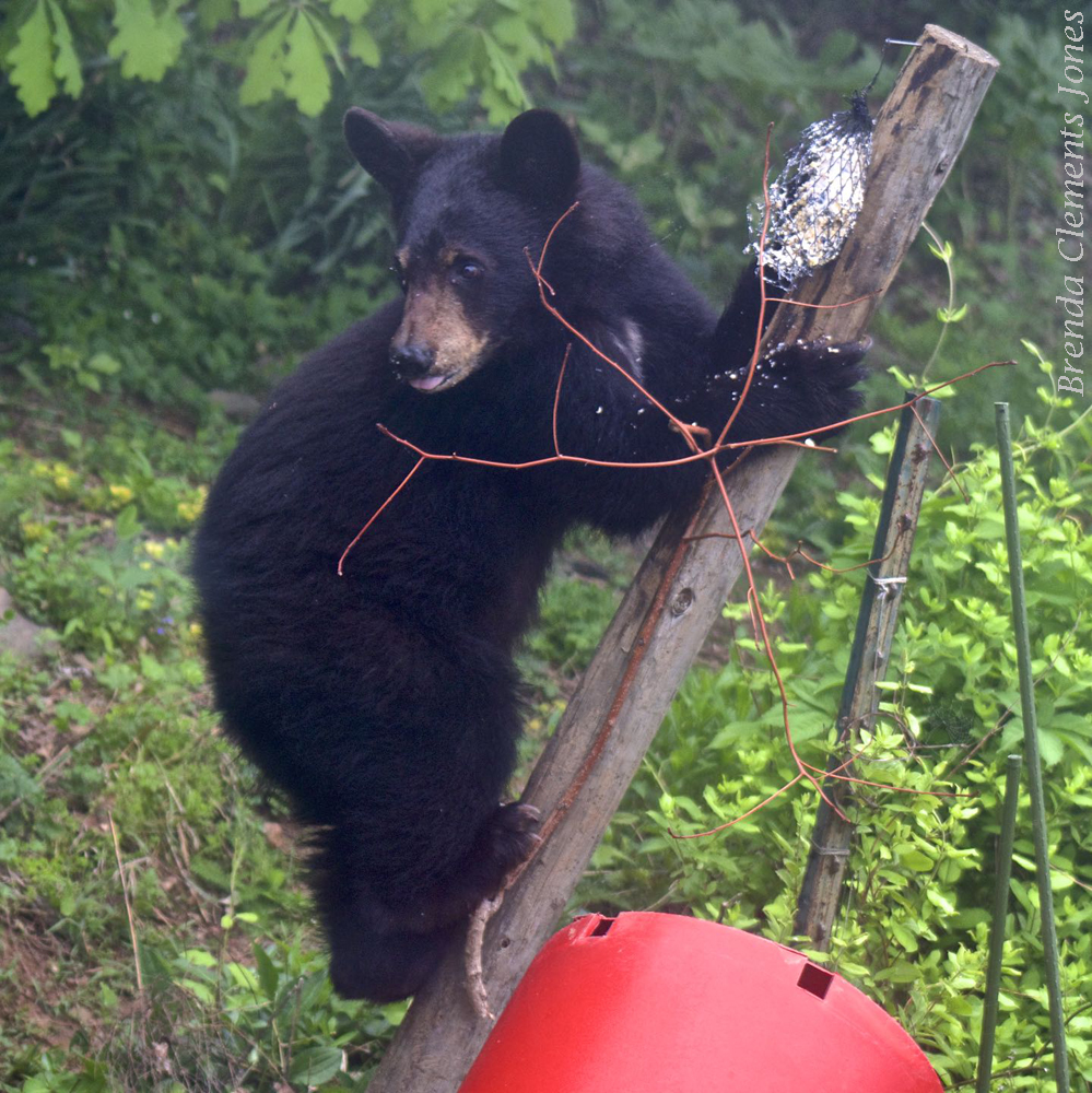 Bear Country