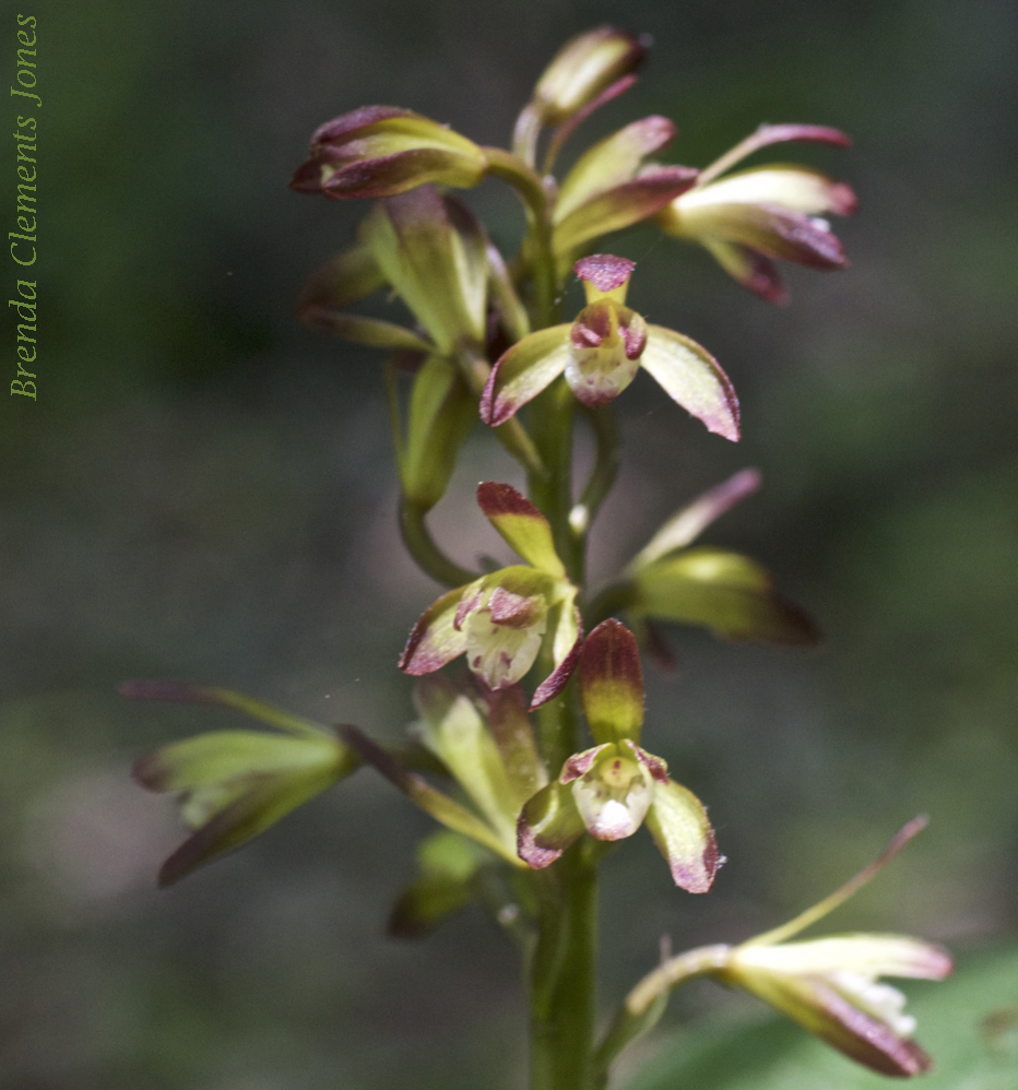 Orchids Native to Virginia