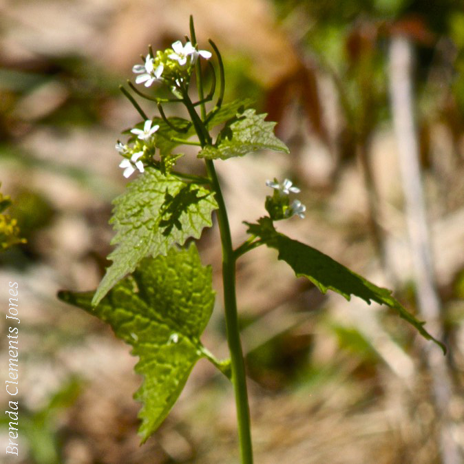 Garlic Mustard