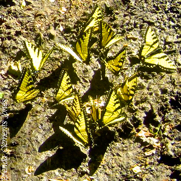 Puddling