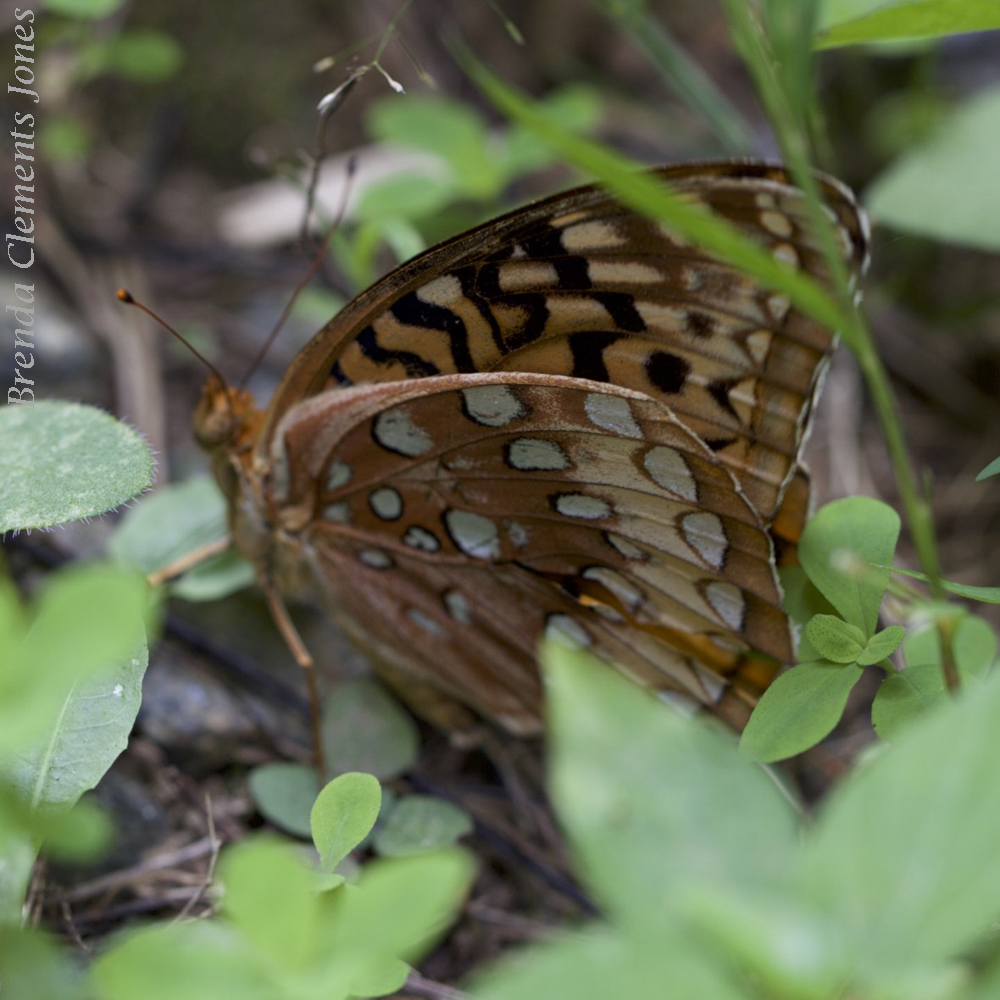 Spots In The Woods