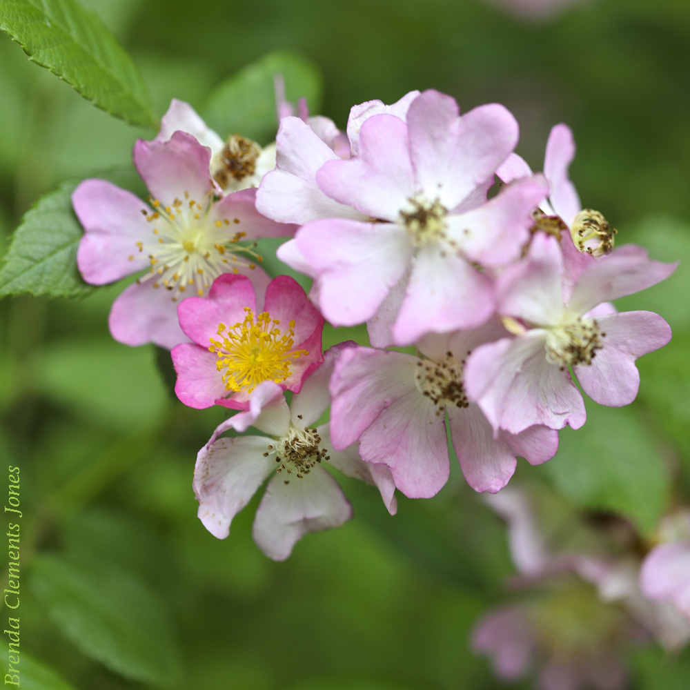 Multiflora Rose