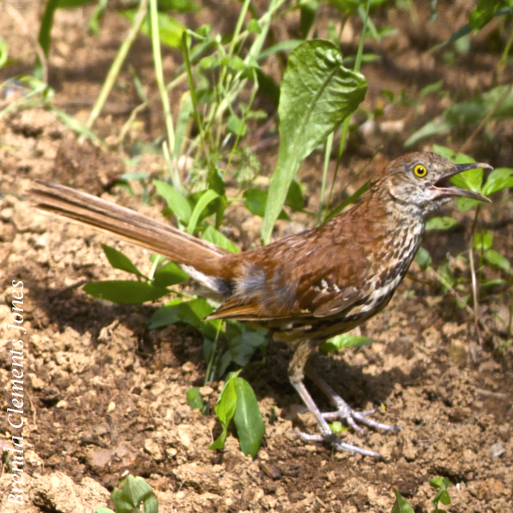 Brown Thrasher In The Garden