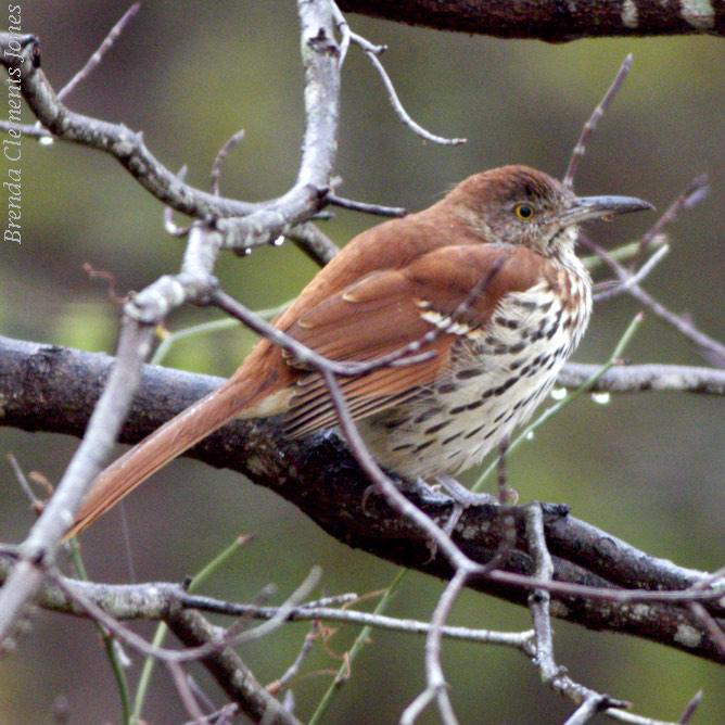 Another Brown Thrasher