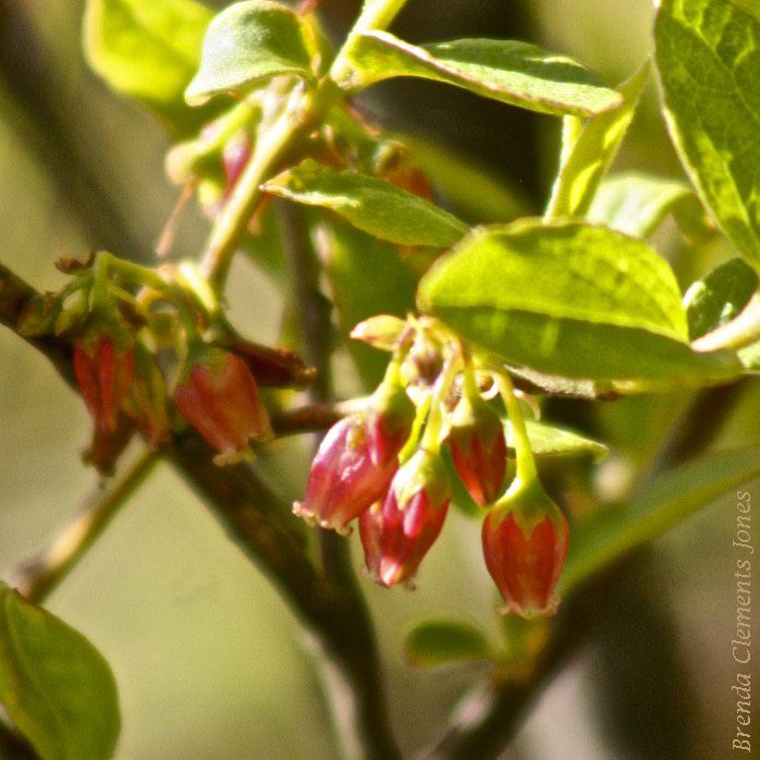 Black Huckleberry