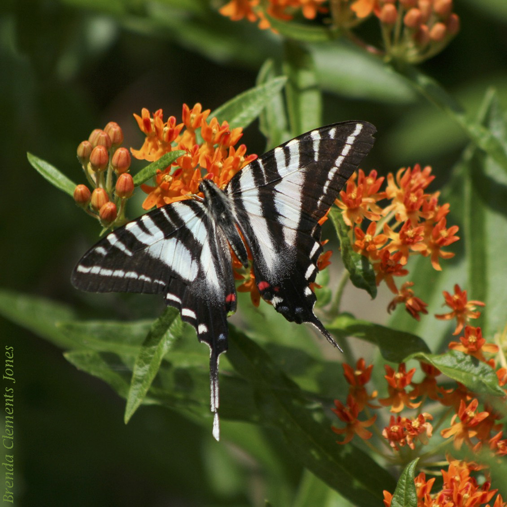 Butterfly Weed