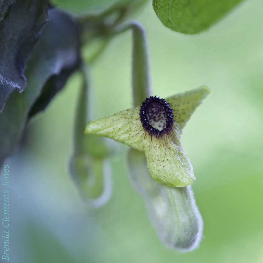 Woolly Dutchman’s Pipe