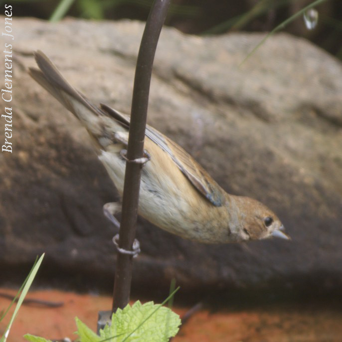 Female Indigo Bunting