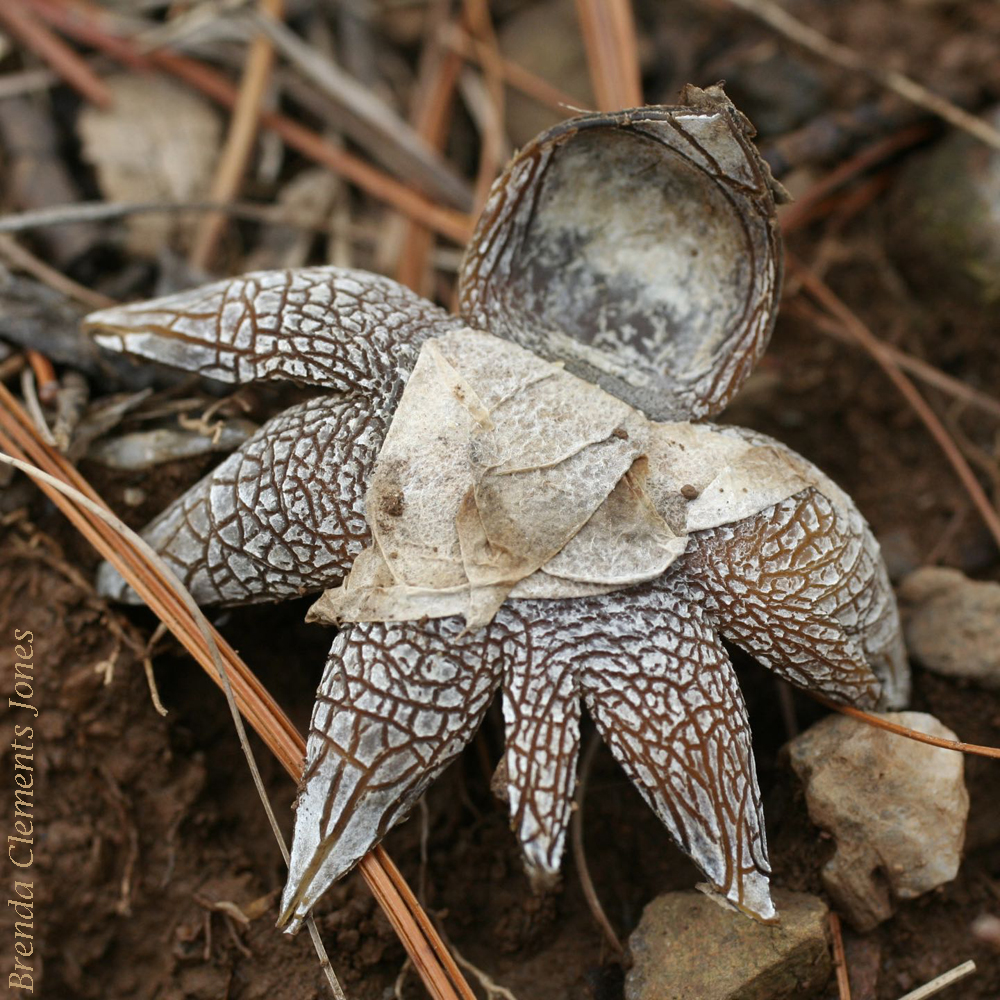 Barometer Earthstar