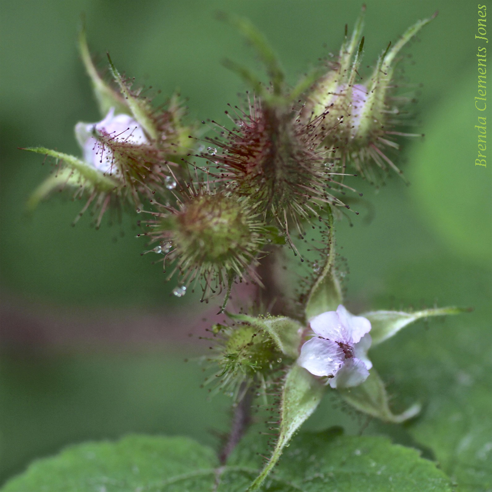 Wineberry Flower