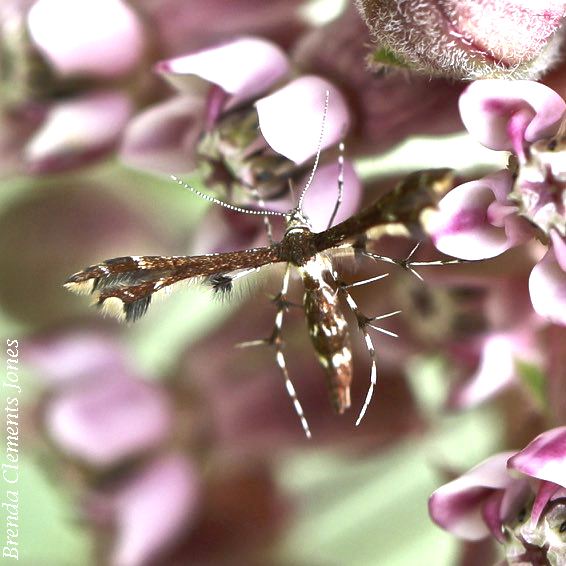 Plume Moths