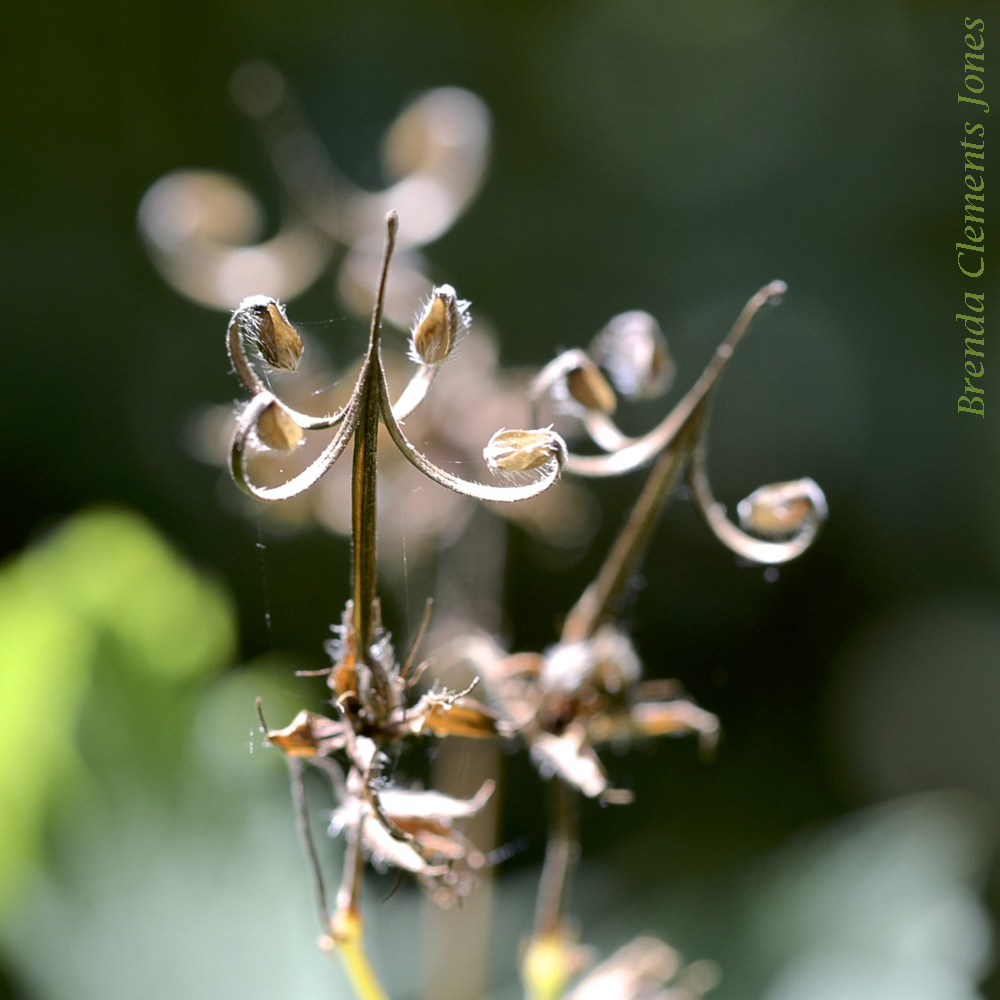 Wild Geranium Seeds