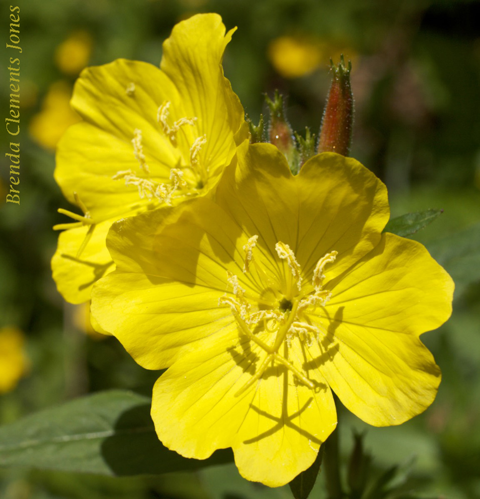 Narrow Leaf Sundrops