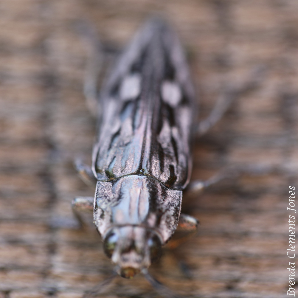 Larger Flat-headed Pine Borer