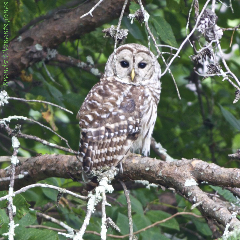 Barred Owl